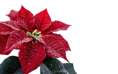 Blooming red flower isolated on white background, png