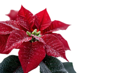 Blooming red flower isolated on white background, png