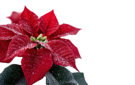 Blooming red flower isolated on white background, png