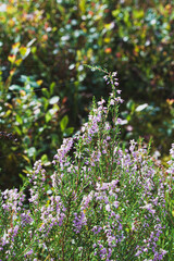 a blooming heather field surrounded by a forest, peace and quiet
