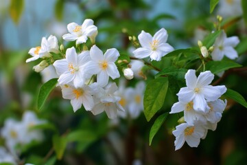 Obraz premium Lush Asian Jasmine: Fragrant Green Flowering Bush in a Vibrant Garden Grove