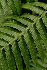 Fern leaves close up. Fern plants in the forest. Background nature concept. Beautiful fern leaf texture in nature. Natural ferns blurred background.