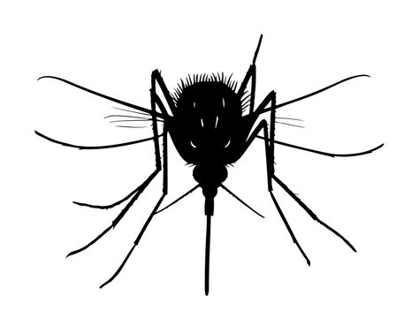 recommend clip art: insect in silhouette on white background