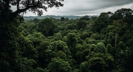 Fototapeta premium Overlooking a Lush, Dense Rainforest Canopy Under a Cloudy Sky