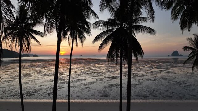 Aerial view drone flying through coconut palm trees to the sea at sunrise