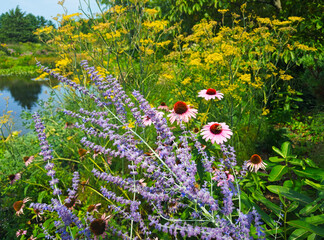 A mix of goldenrod, purple coneflowers, and Russian sage (in focus) grows near water in a garden