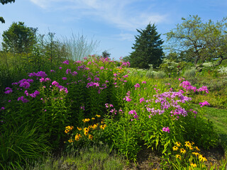 Bright yellow black-eyed susans grow beneath vivid pink phlox on a slope in a natural garden.