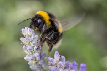 White-tailed bumblebee collecting nectar on lavender flower macro