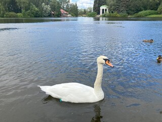 The hissing swan in the city park