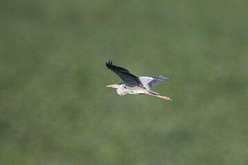 A Grey heron