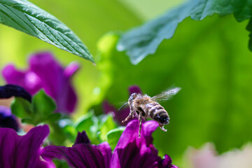 Honey bee flying to purple mallow flower Malva sylvestris macro nature