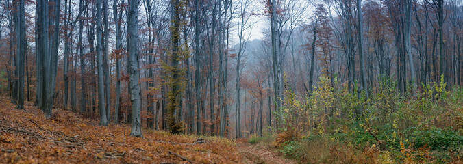 Panorama of misty autumn forest with tall, bare trees and scattered golden leaves. A narrow path winds through the woods, covered in fallen foliage, creating a serene and atmospheric landscape.