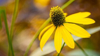Bright yellow flower of rudbeckia close up, coneflowers or black eyed susans, in a garden. Rudbeckia fulgida or perennial coneflower blossoming outdoors. Rudbeckia hirta Maya.