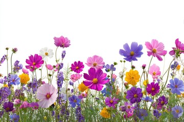 Fototapeta premium Colorful flower border against white background