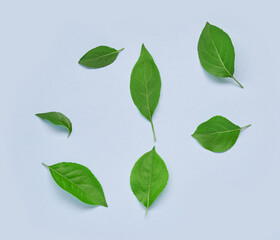 Arrangement of green leaves on light blue background for nature and botanical concepts.