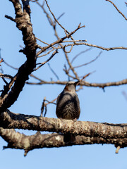 空を見るヒヨドリ