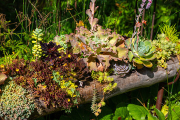 Beautiful assortment of different types of succulents in the sunny garden