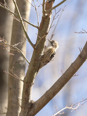 木をつつくコゲラ