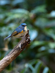 ルリビタキと木