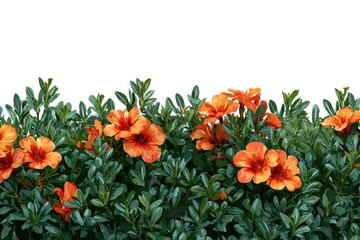 Vibrant orange flowers and dark green foliage in a horizontal border