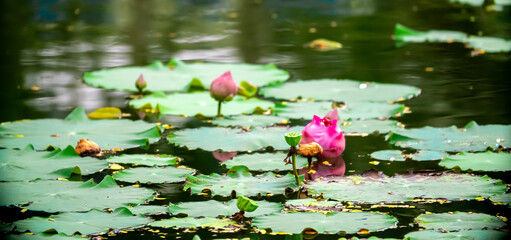 Lotus pond. Water lily close up. Sacred lotus flower in Buddhism. Calmness and tranquility. Spa...