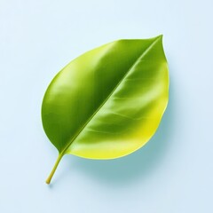 Fototapeta premium Single vibrant green leaf with yellow edges on a soft blue background