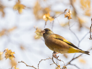 秋のカワラヒワ