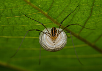 Harvestman Guarding Eggs on a Green Leaf