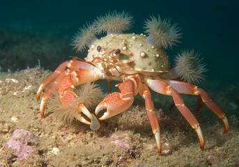 Decorator Crab with Sea Anemones