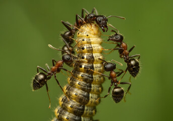 Ants Attacking Caterpillar Macro