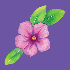 Vinca Flower hand drawn watercolor illustration with leaves on purple