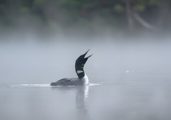 Common Loon Calling in Misty Lake