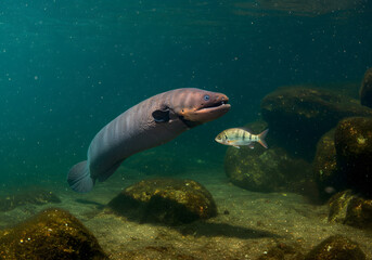 Fototapeta premium Electric Eel and Freshwater Fish Underwater