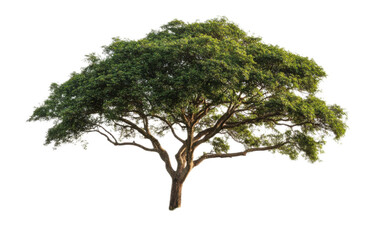 Big tree isolated on white background, png