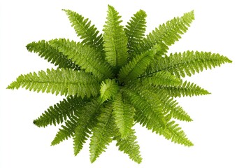 Overhead view of a lush fern