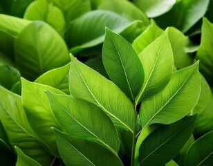 close up of vibrant green leaves with detailed texture and veins showcasing lush foliage in nature