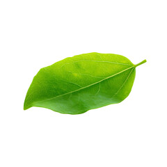 Obraz premium Isolated green leaf on black background showcasing natural beauty and freshness