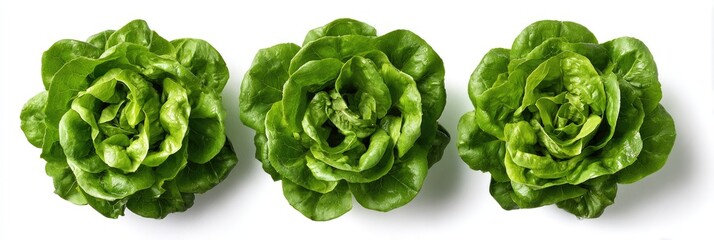 Three vibrant green heads of crisp lettuce against a white background