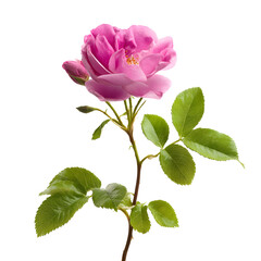 Fototapeta premium Captivating close-up of a vibrant pink rose against a stark black background