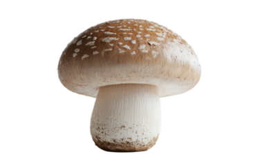 Mushroom isolated on white background, png