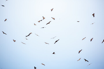 A flock of eagles flies to fnb. Golden eagles in free flight. Wild birds of prey gathered in a flock and fly above the ground.