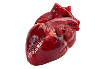 Anatomically Correct Human Heart, isolated on a transparent background.
