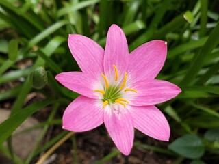 Fototapeta premium pink and white flower