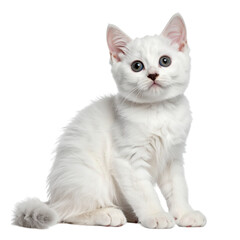 little white cat sitting on the ground isolated on white and transparent background