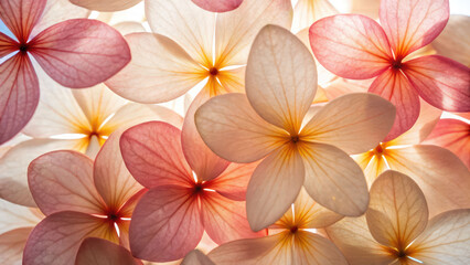 Fototapeta premium Soft pink hydrangea petals overlap gently with snowball effect creating delicate floral pattern glowing with warm light and subtle veins