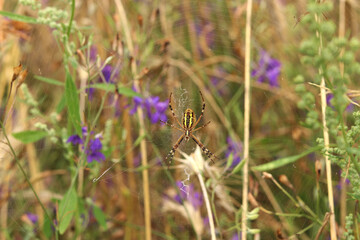 Argiope bruennichi. A bright spider weaves a web against the background of a field. A spider with a striped yellow-black-white abdomen, close-up. The spider's venom is weak, safe for humans