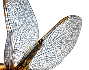 Untitled design - The two dragonfly wings (2)