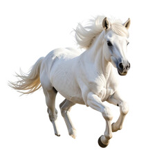 Obraz premium little white horse run on the ground isolated on white and transparent background