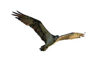 Osprey in flight