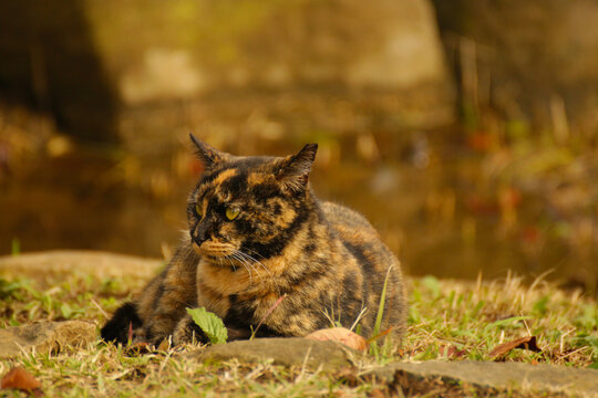 A tortoiseshell cat with intense green eyes rests on the grass, surrounded by autumn leaves and warm natural light, creating a calm and intimate wildlife portrait.